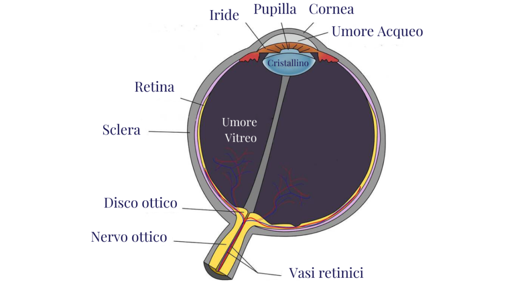 Occhio umano - parti di un occhio